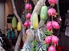 Mekong, ovoce